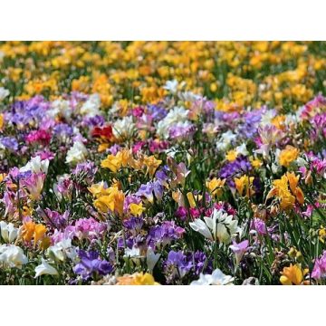 Holland virágok